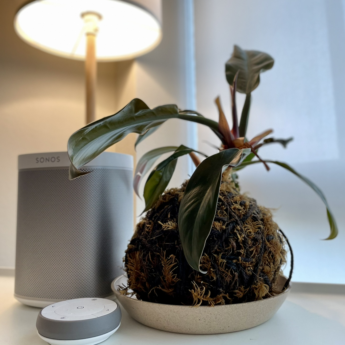 Photo of the plant species Blushing Philodendron by @scotolsen named Darwin on Greg, the plant care app