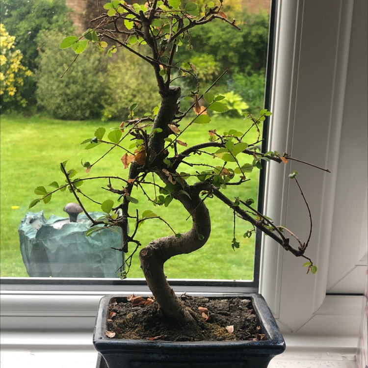 A healthy Chinese Elm bonsai tree with twisted trunk and small green leaves, growing in a blue pot on a windowsill.