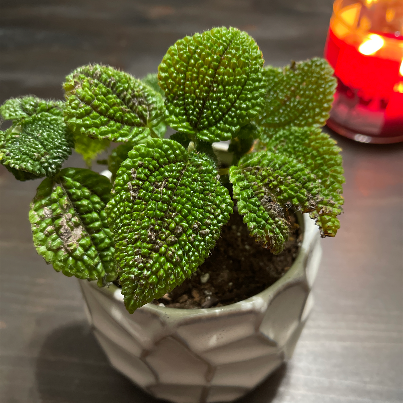 Friendship Plant in a white pot with some browning and black spots on leaves.