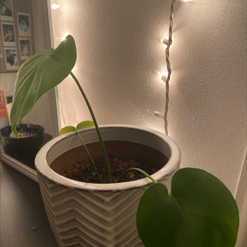 Monstera plant photo by @Soxes20 named Bb on Greg, the plant care app.