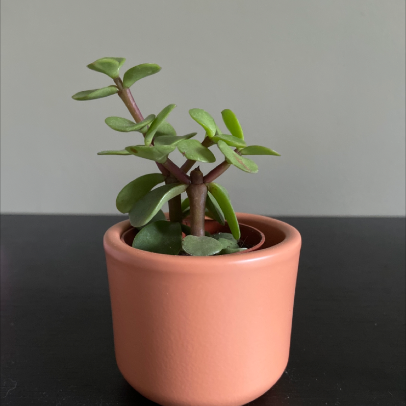 Porkbush plant photo by Maya named Cher on Greg, the plant care app.