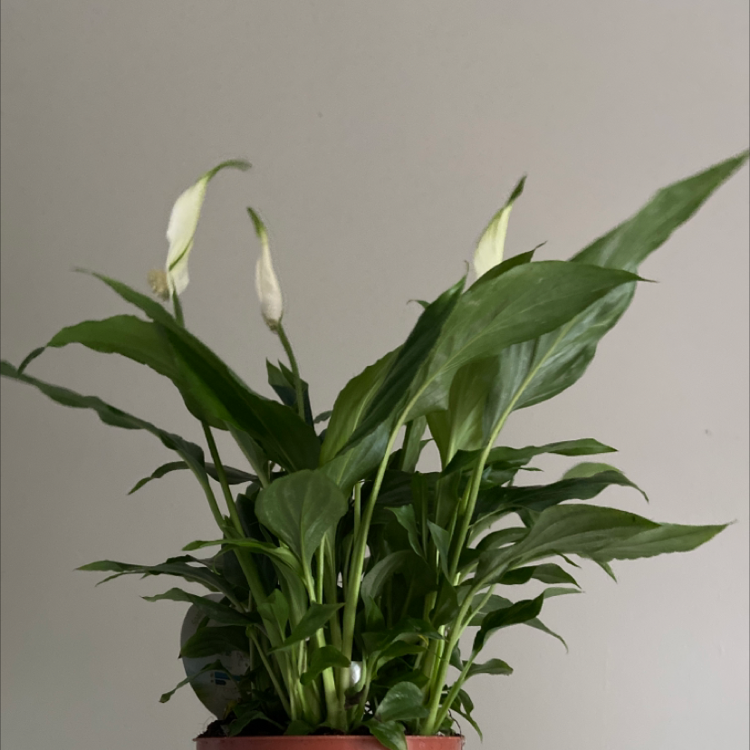 Peace Lily plant photo by Maya named Tricia on Greg, the plant care app.