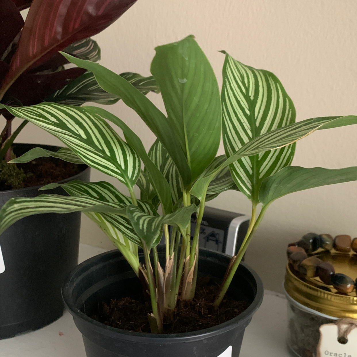 Calathea Vittata plant in a black pot with vibrant green leaves and white stripes.