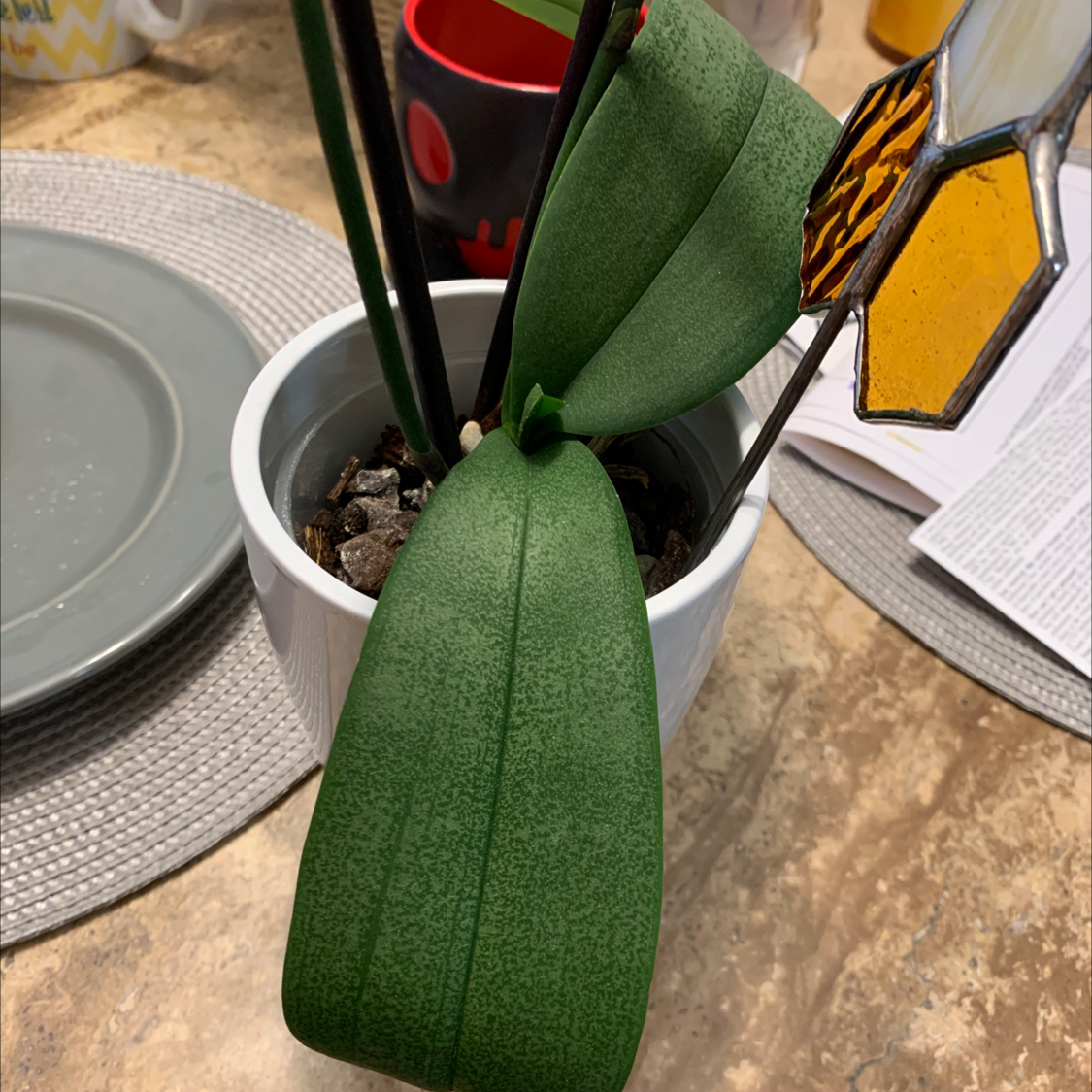 Moon Orchid in a white pot with healthy green leaves, no visible flowers.