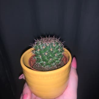 Little Nipple Cactus plant in London, England
