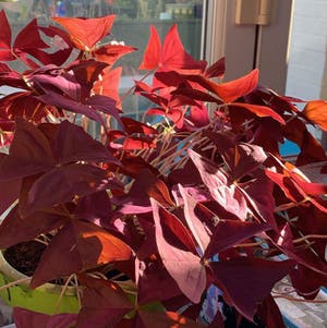 Oxalis Triangularis plant photo by @visualkelse_ named Archie Oxalis on Greg, the plant care app.