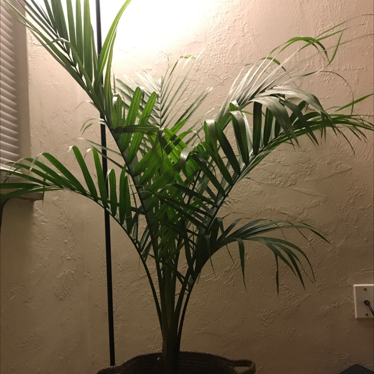 Healthy, lush majesty palm with vibrant green feathery fronds, potted indoors in a black planter against a textured wall.