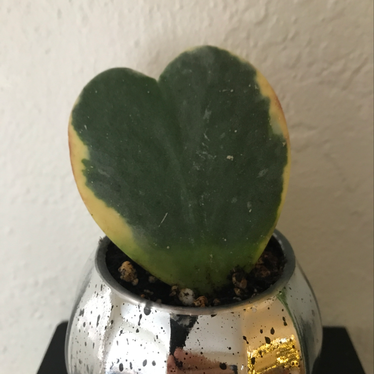 Sweetheart Hoya plant with a heart-shaped leaf showing yellowing edges in a small pot.