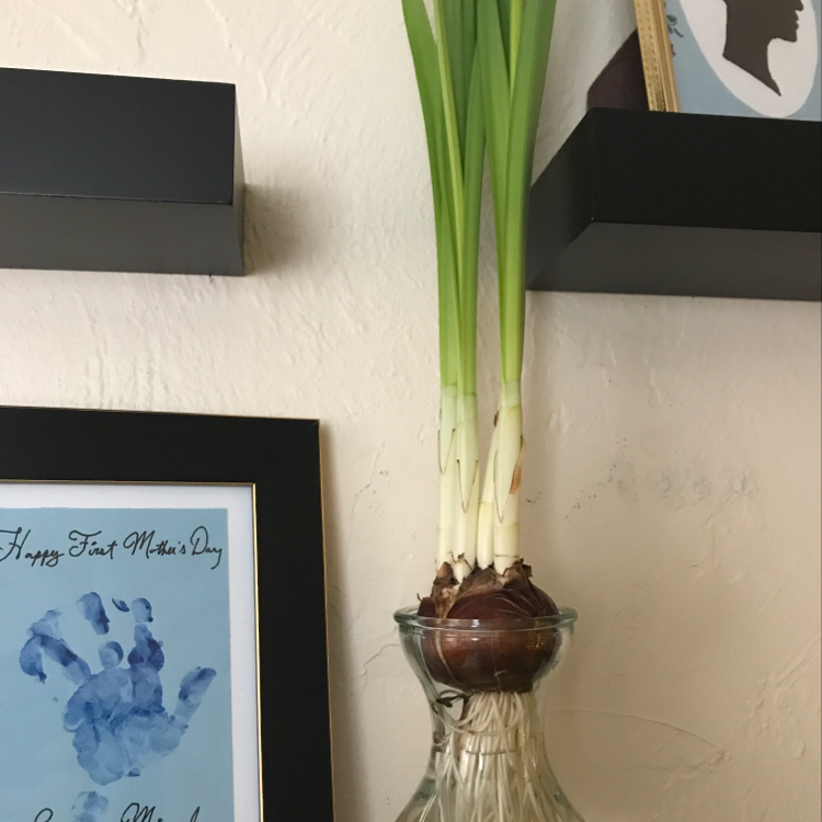 Paper White Narcissus plant in a glass container with visible roots, framed artwork in the background.