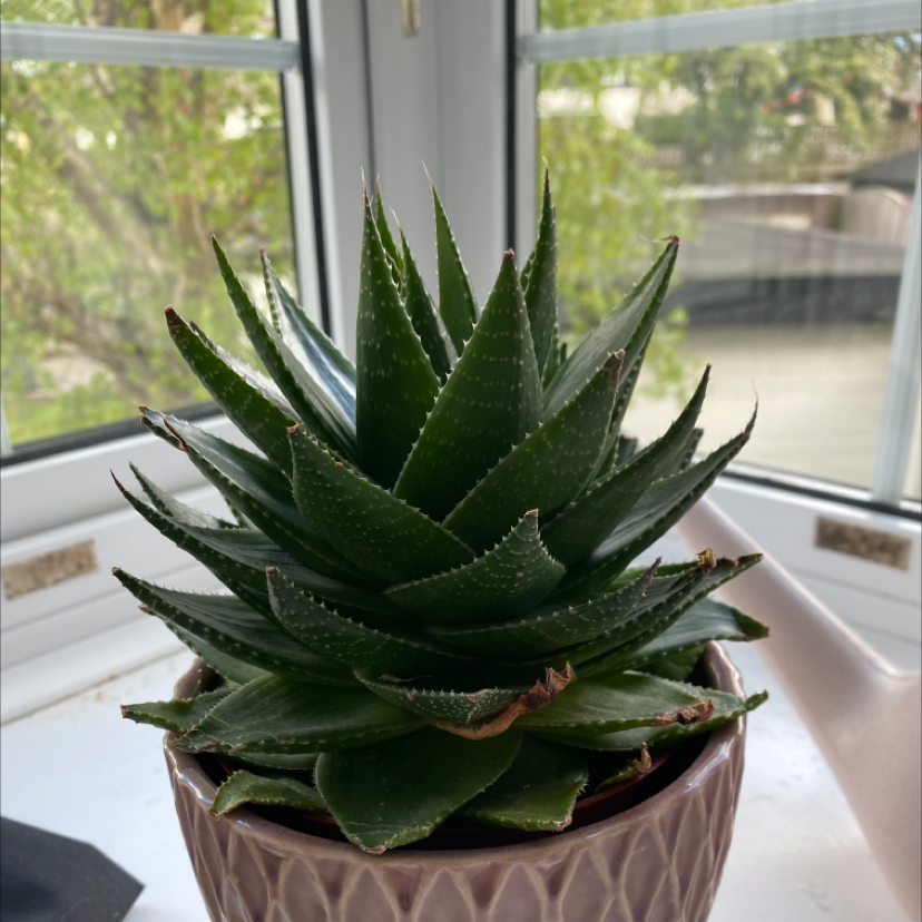 Photo of the plant species Short-Leaved Aloe by @katiesplants named Simon on Greg, the plant care app