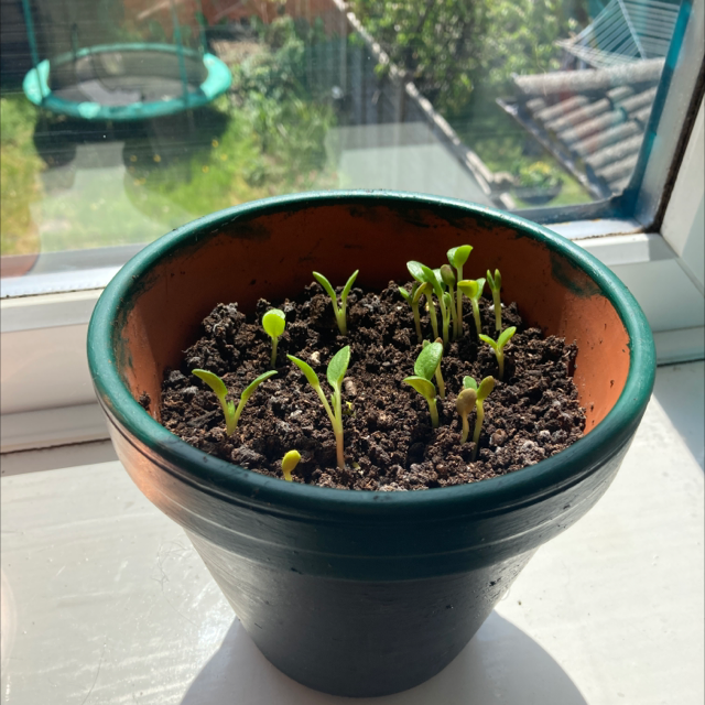 Photo of the plant species Big-Leaved Lupine by @Keira1107 named Lupin on Greg, the plant care app