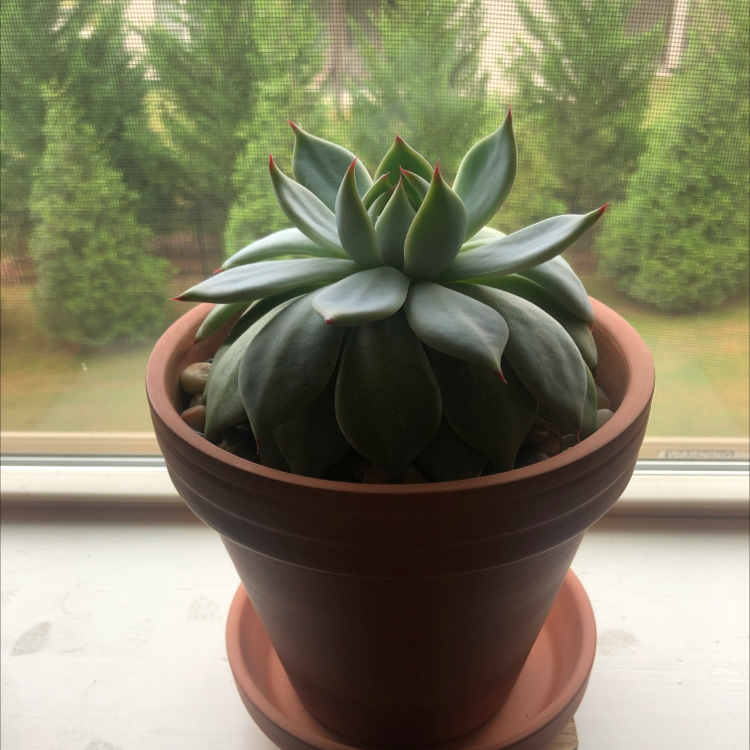 Healthy Lipstick Echeveria plant in a terracotta pot on a windowsill.
