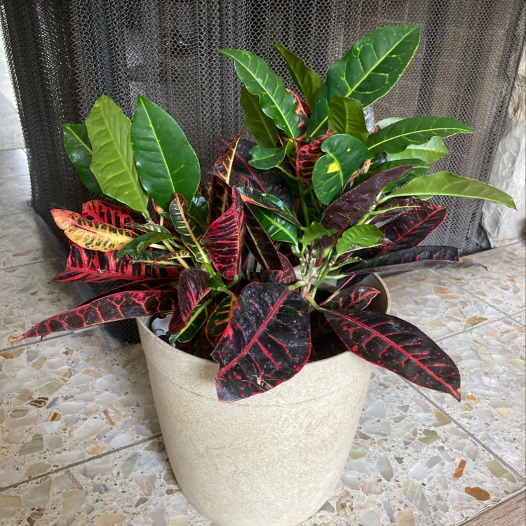 Healthy Croton 'Petra' plant in a white pot with vibrant green, red and yellow variegated leaves.