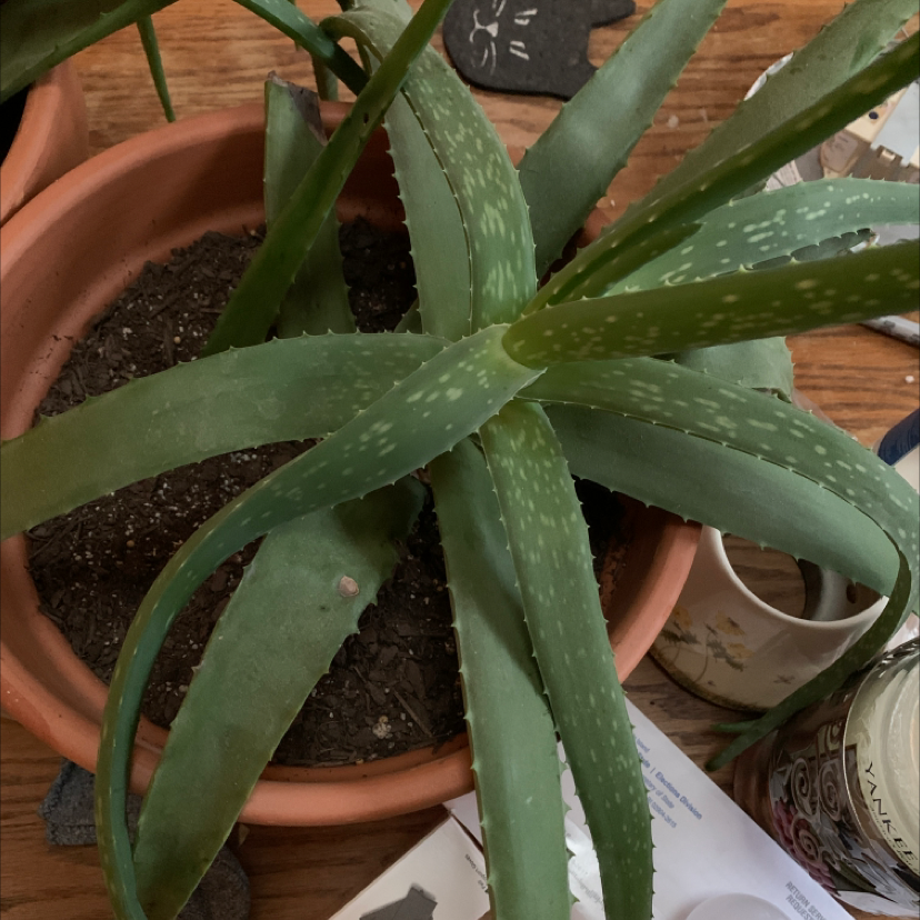 Plant care for Lipstick on Greg, the plant care app