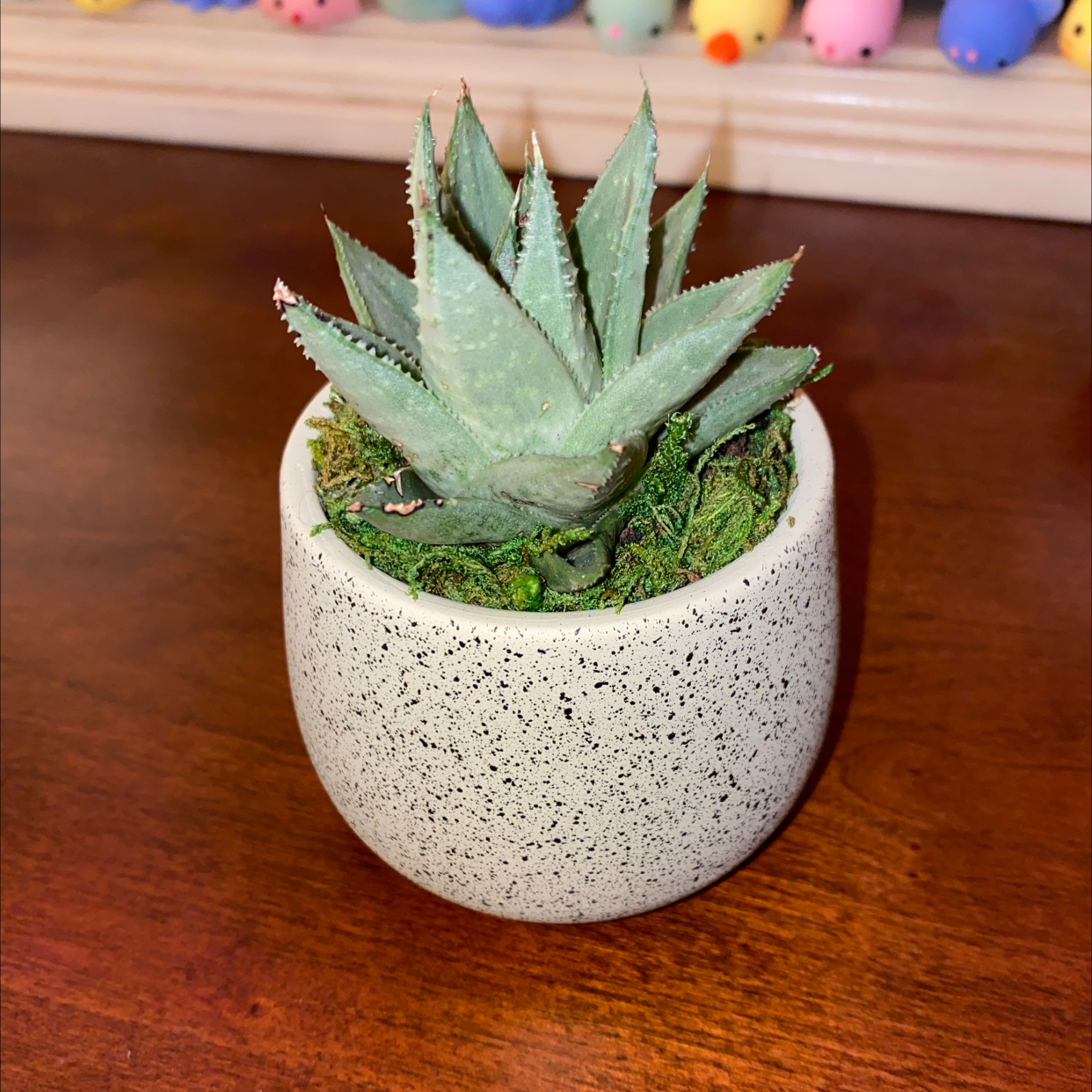 Healthy spiky agave succulent in a white speckled planter on wood with colorful balls behind it.
