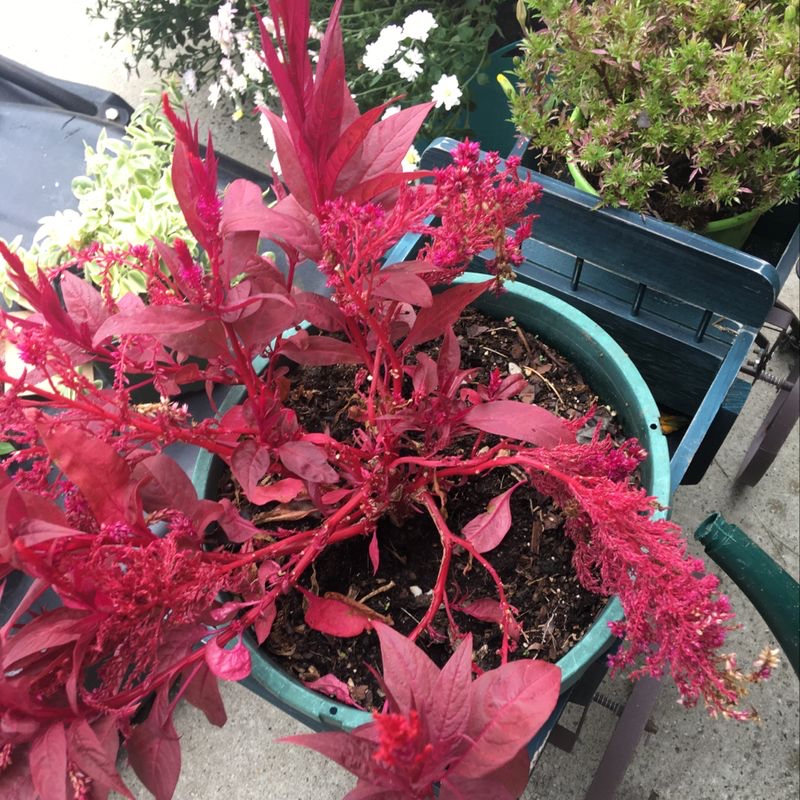 Vibrant red cockscomb plant with lush plumage-like blooms growing in a raised garden bed next to a wooden bench.