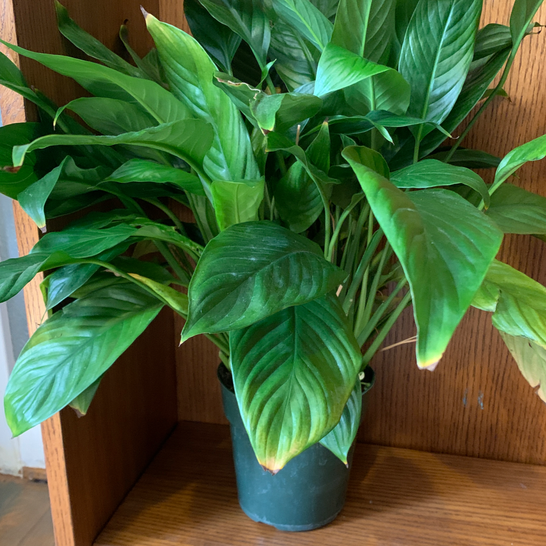 A thriving peace lily plant with vibrant green leaves in a blue ceramic pot against a wooden background.