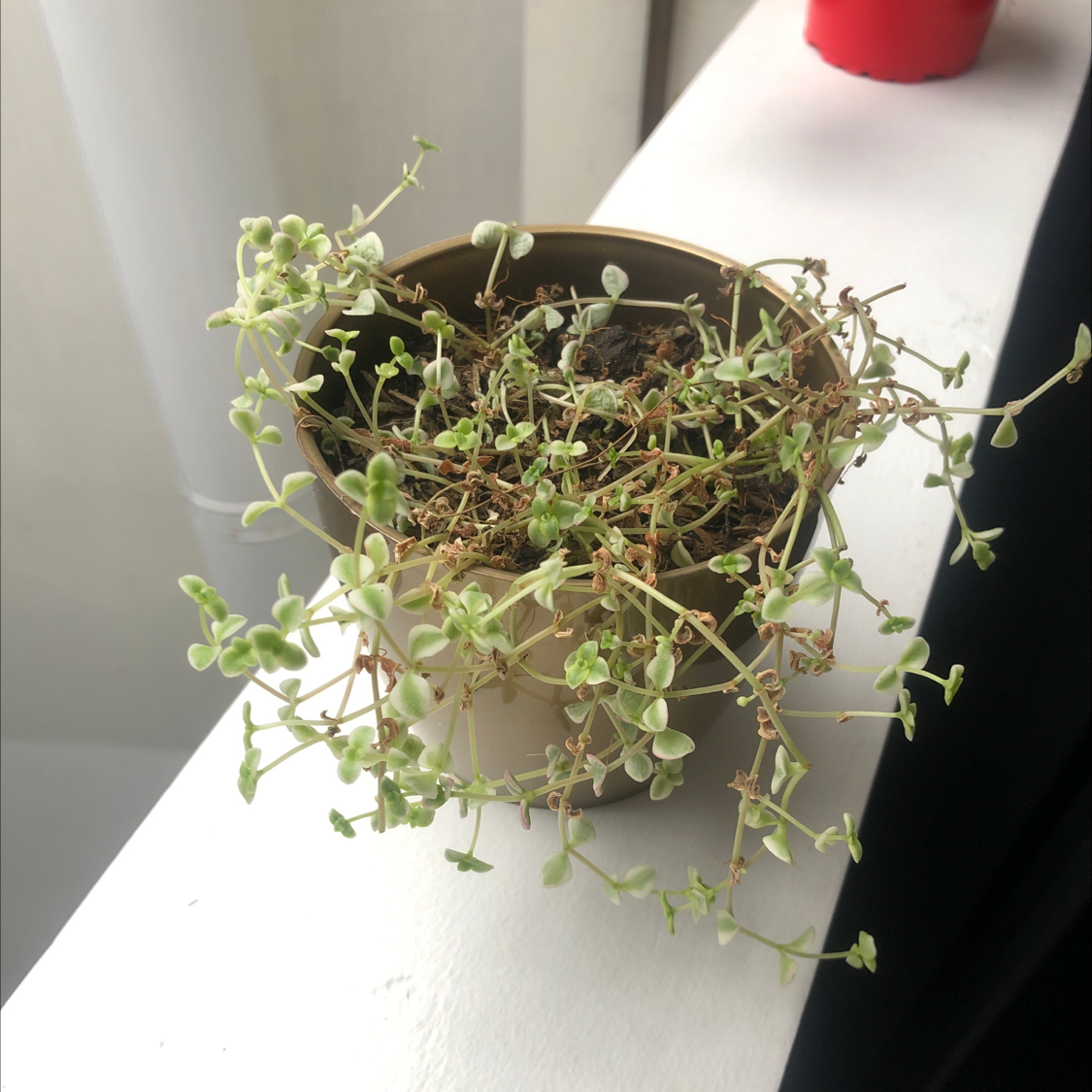 Close-up of healthy Crassula Pellucida succulent plant with heart-shaped leaves spilling over edge of small brown pot.