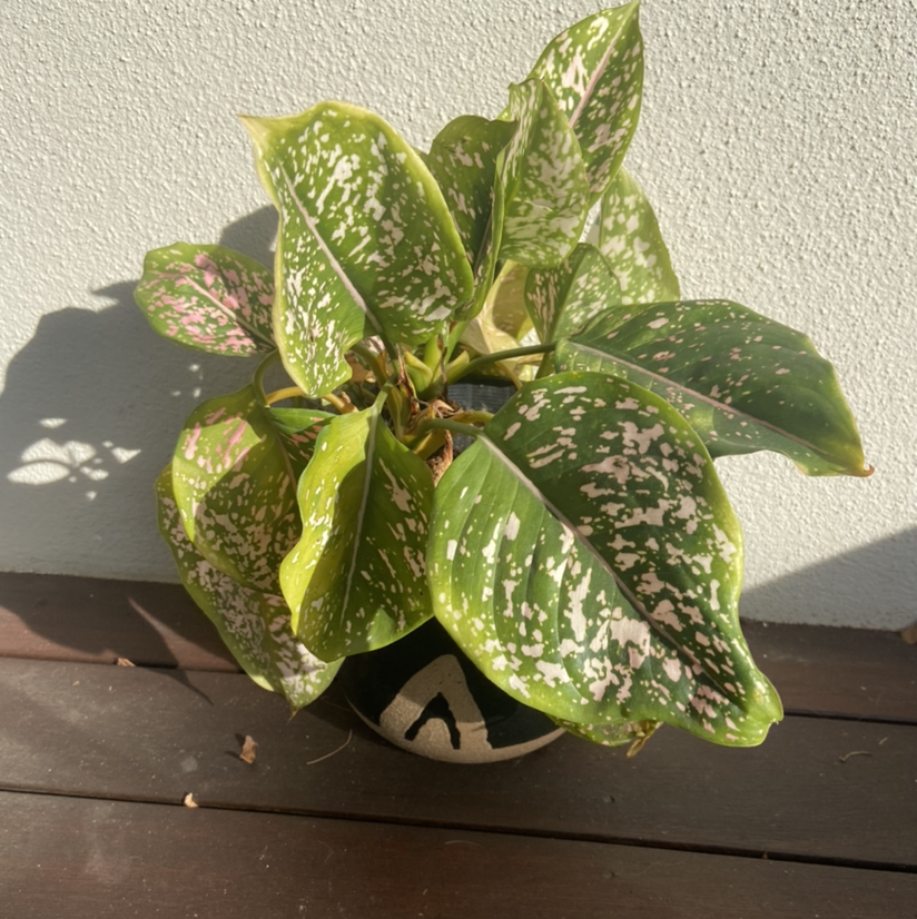 Dieffenbachia plant photo by @terriknott named Remington on Greg, the plant care app.