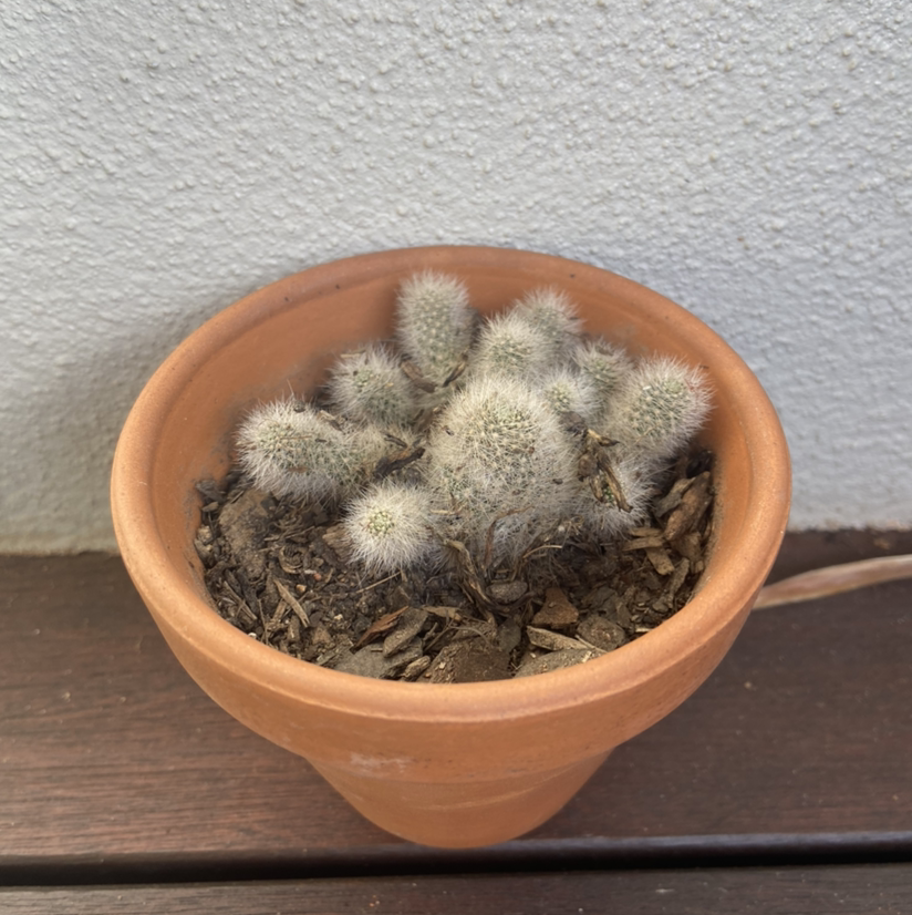 Rattail Nipple Cactus plant photo by @terriknott named Kara on Greg, the plant care app.
