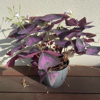 Purple Shamrocks plant in Frenchville, Queensland