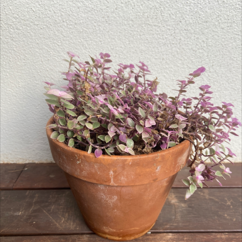 Photo of the plant species Creeping Inch Plant by @terriknott named Fernie Mac on Greg, the plant care app