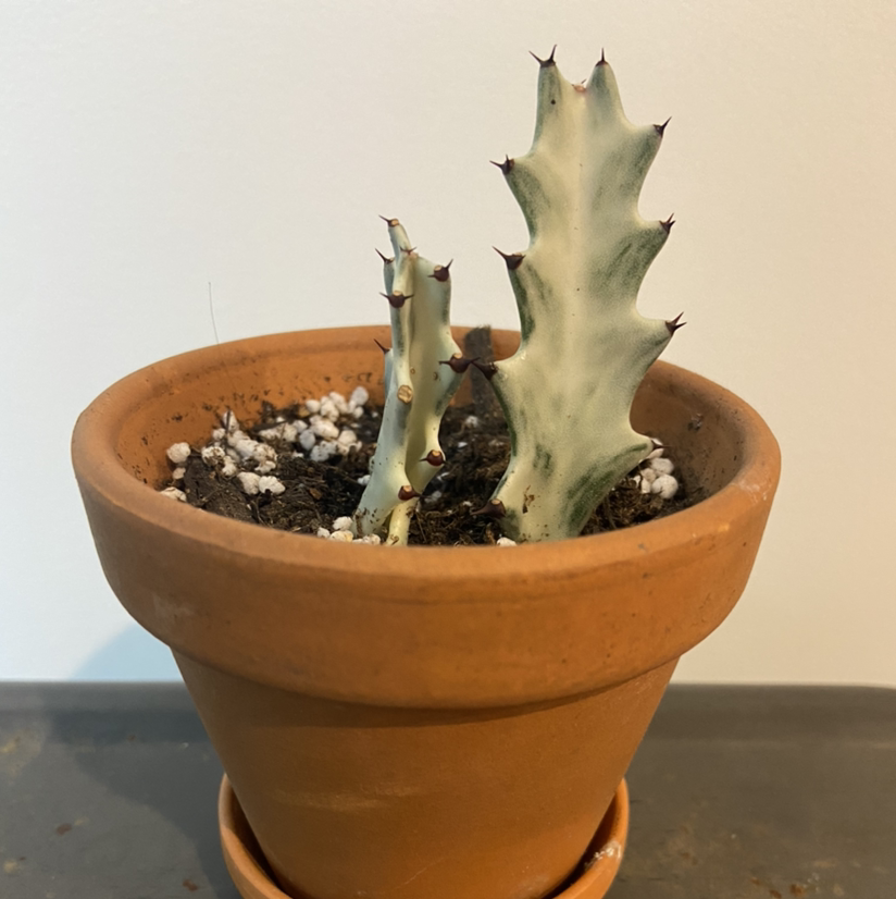 Photo of the plant species Dragon Bone Cactus by @terriknott named Ghost on Greg, the plant care app