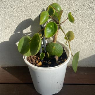 Chinese Money Plant plant in Frenchville, Queensland