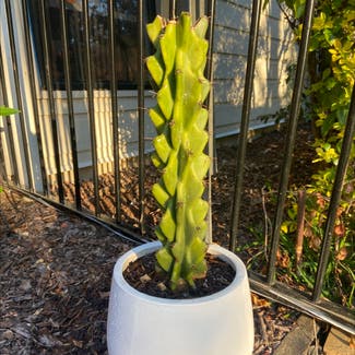 Blue Myrtle Cactus plant in Frenchville, Queensland