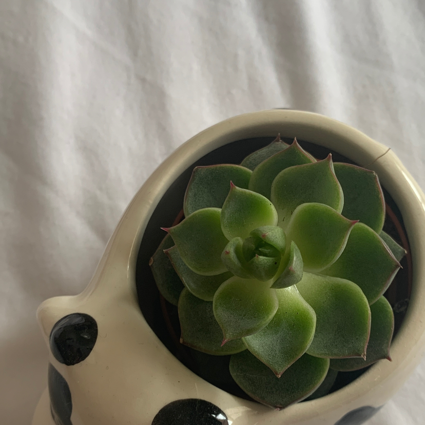 Healthy Echeveria chihuahuaensis succulent in a decorative pot.
