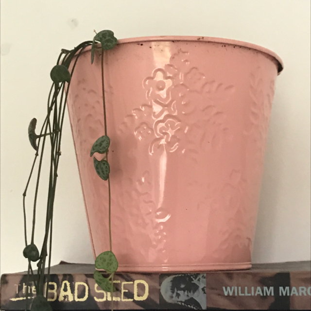 String of Hearts plant photo by @babyplantlady3 named long baby on Greg, the plant care app.