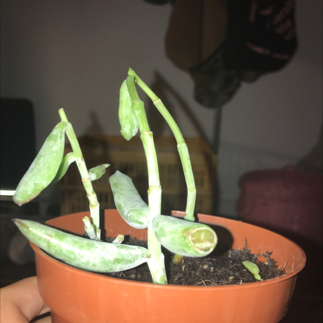 Photo of the plant species Cotyledon 'Happy Young Lady' by @babyplantlady3 named stumpy baby on Greg, the plant care app