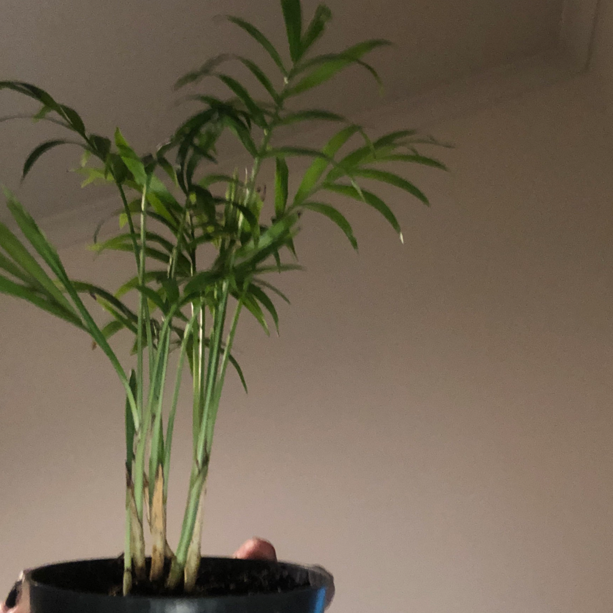 Parlour Palm plant photo by Millie named Your plant on Greg, the plant care app.