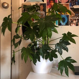 Fatsia Plant plant photo by @Annamck named Lola on Greg, the plant care app.