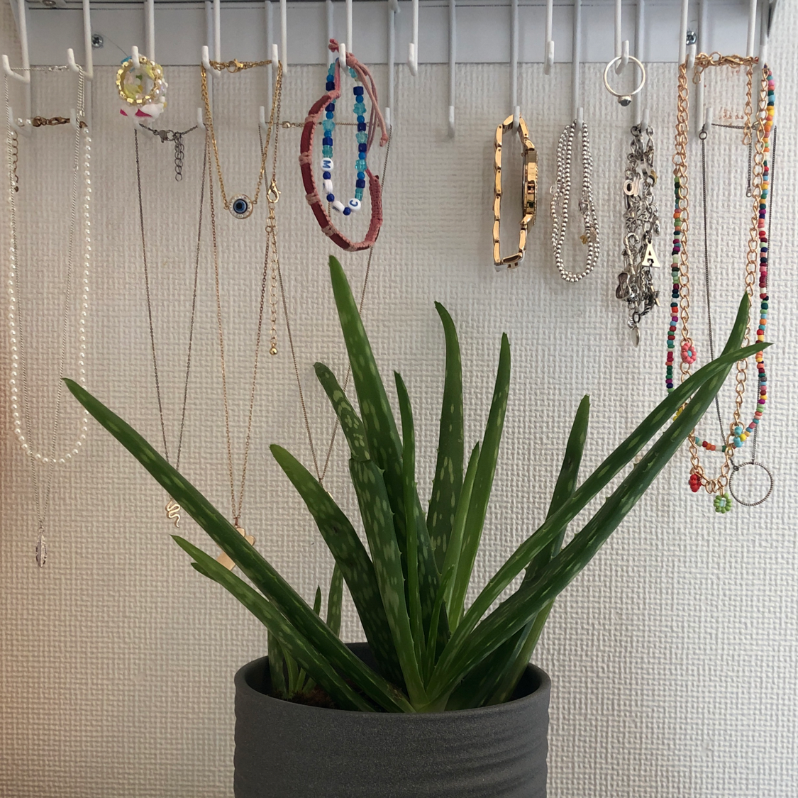 Aloe vera plant photo by @Annamck named Robert Plantinson on Greg, the plant care app.