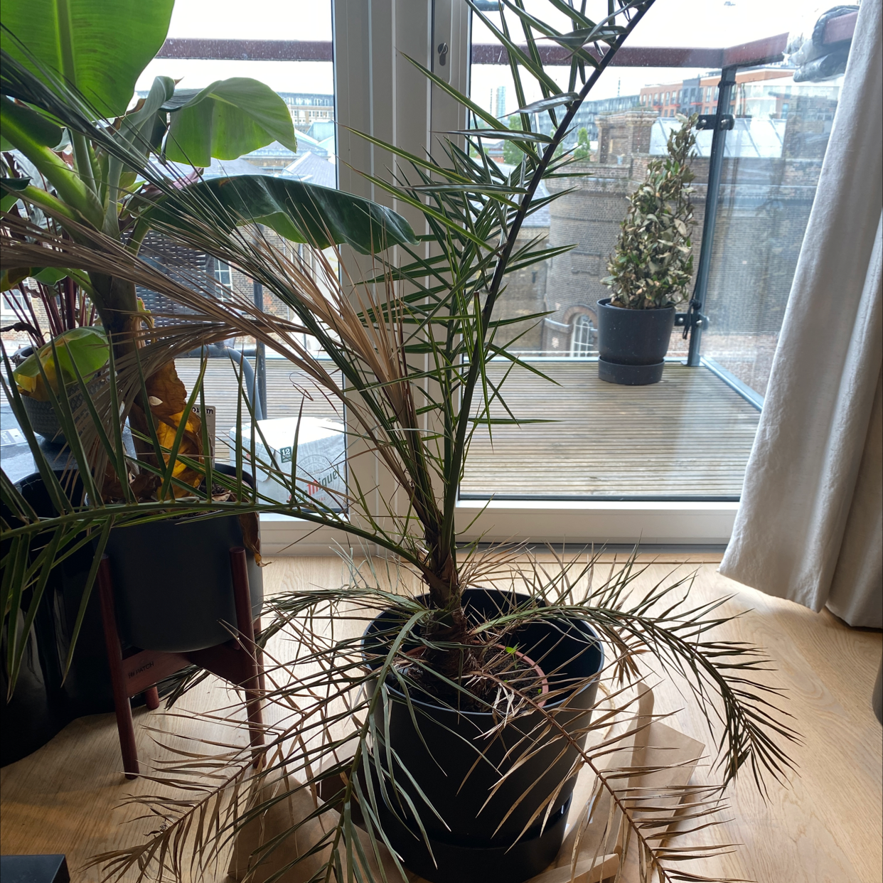 Healthy pygmy date palm houseplant in black pot near window, with dense green feathery fronds and no signs of disease or damage.