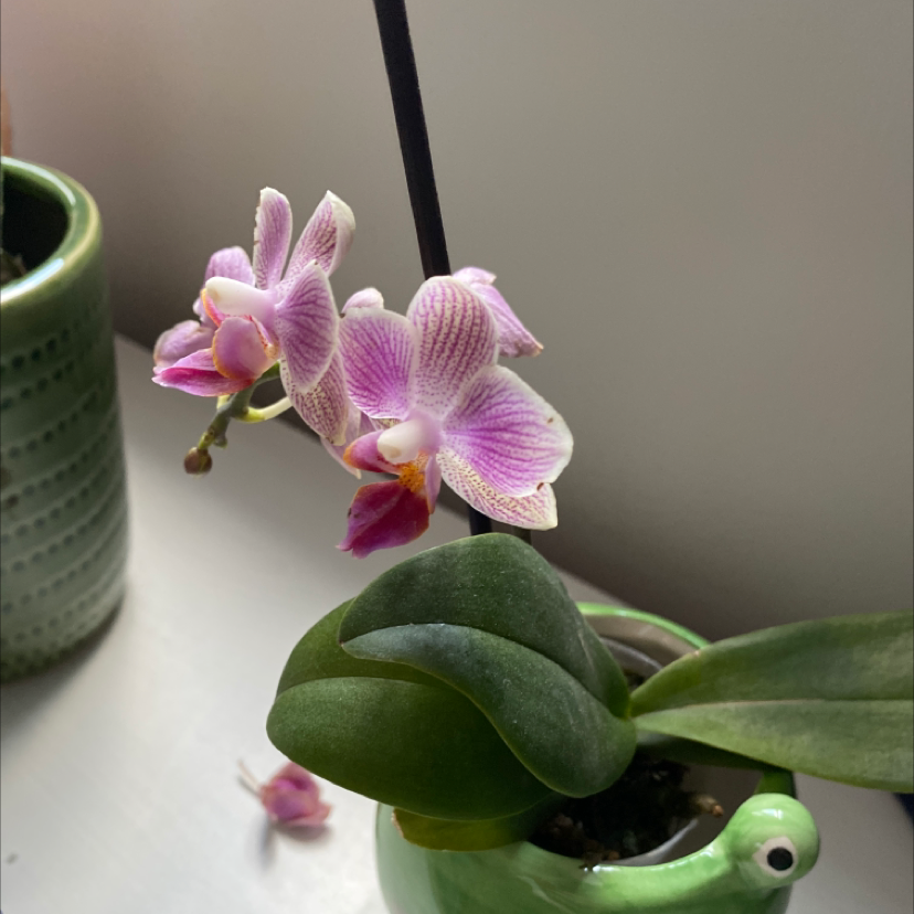Mini Phalaenopsis Orchid with pink and white flowers in a decorative pot.