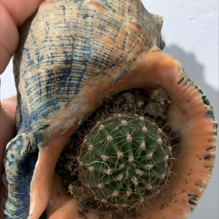 Texas Barrel Cactus inside a seashell, held by a hand.