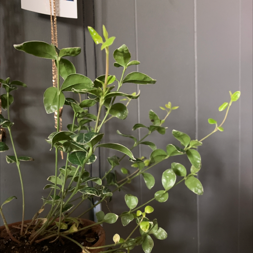 Photo of the plant species Maculata Periwinkle by Periwinkle named me!!! on Greg, the plant care app