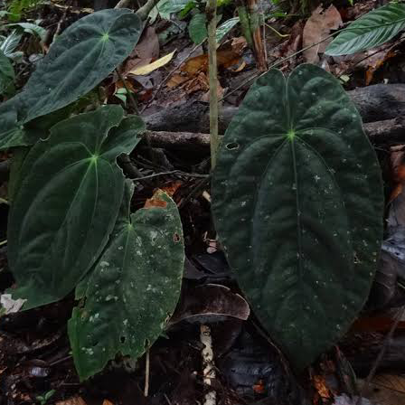 Photo of the plant species anthurium papillilaminum x forgetii x by @ivanjz named Higashikata Josuke on Greg, the plant care app