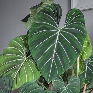 Philodendron gloriosum plant photo by @ivanjz named Rihanna on Greg, the plant care app.