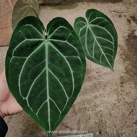 Photo of the plant species Anthurium magnificum by @ivanjz named Doja Plant on Greg, the plant care app