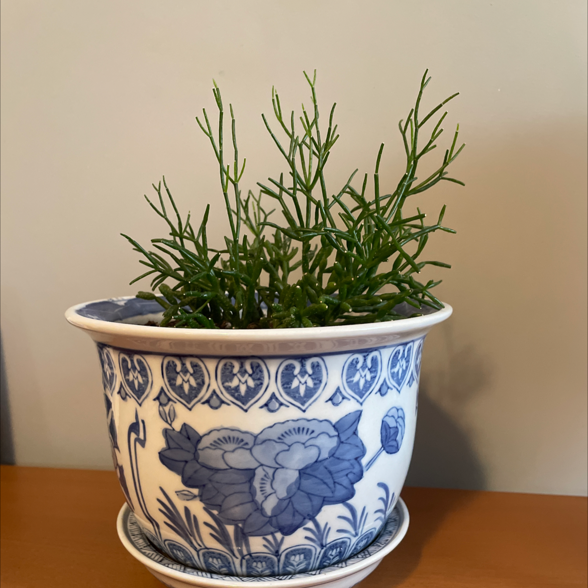 Potted Dancing Bones cactus in a decorative blue floral pot.