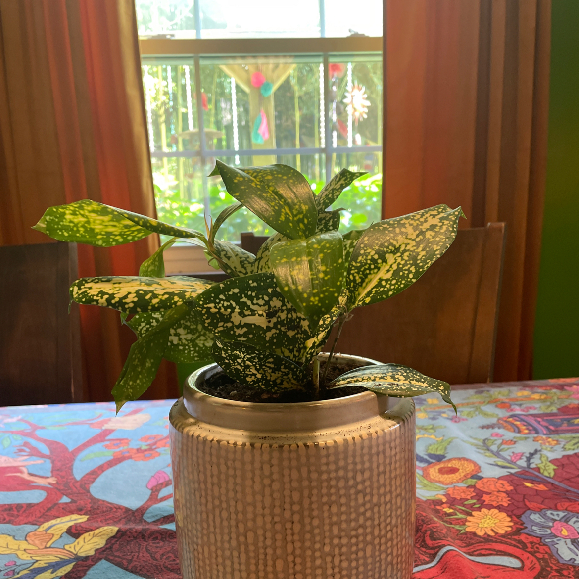 Gold Dust Dracaena plant photo by @Camillering3 named Simon on Greg, the plant care app.