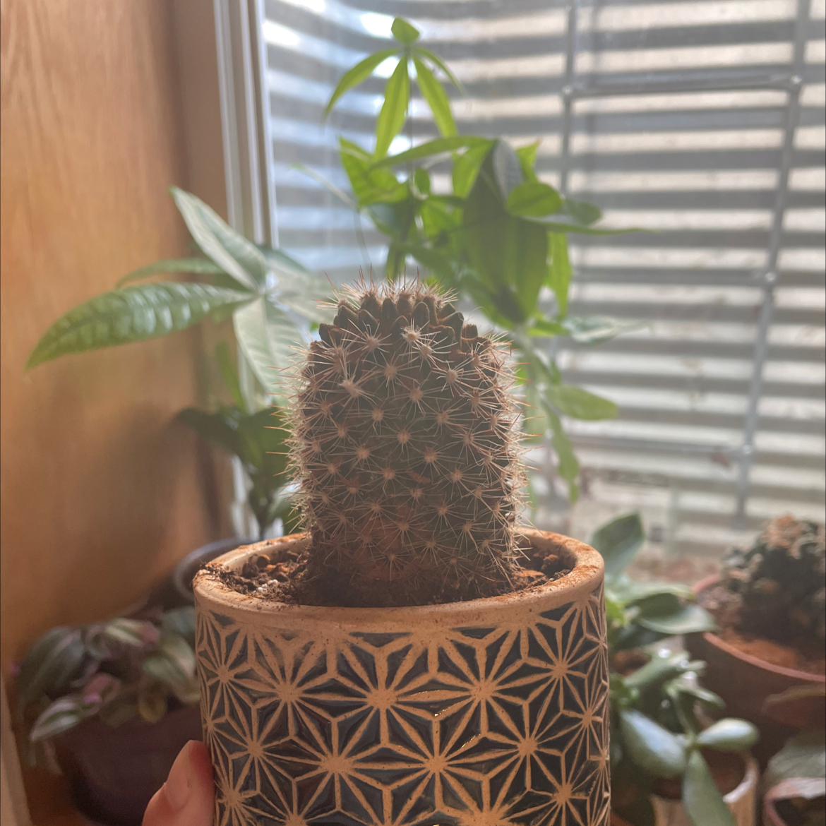 Photo of the plant species Mammillaria muehlenpfordtii by @Camillering3 named Cactus Everdeen on Greg, the plant care app