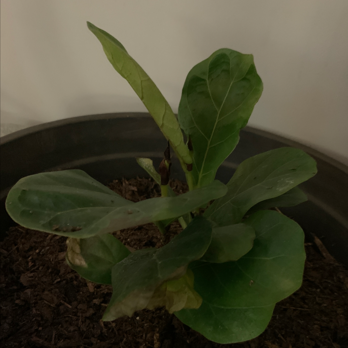 Fiddle Leaf Fig plant photo by Nichelle named Little Fiddle Fig on Greg, the plant care app.