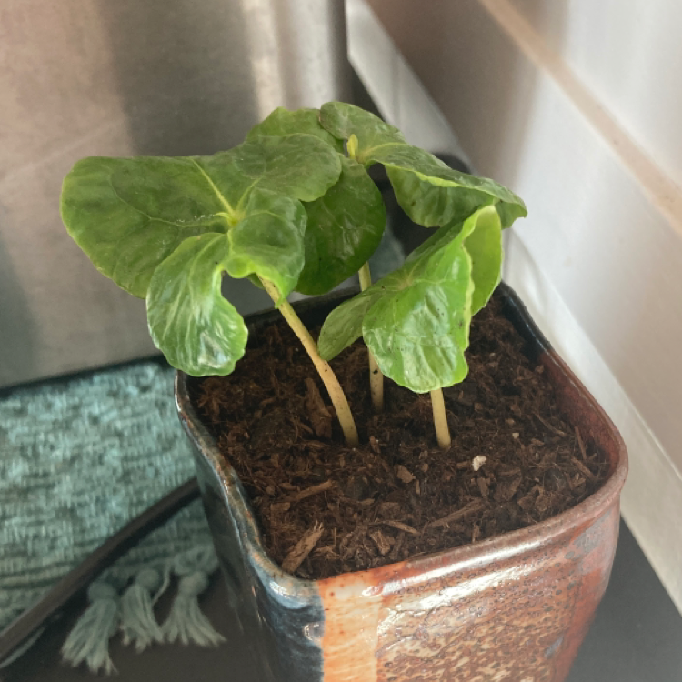 Arabian Coffee Plant plant photo by @EmGrowsPlants named Zippy Stardust on Greg, the plant care app.