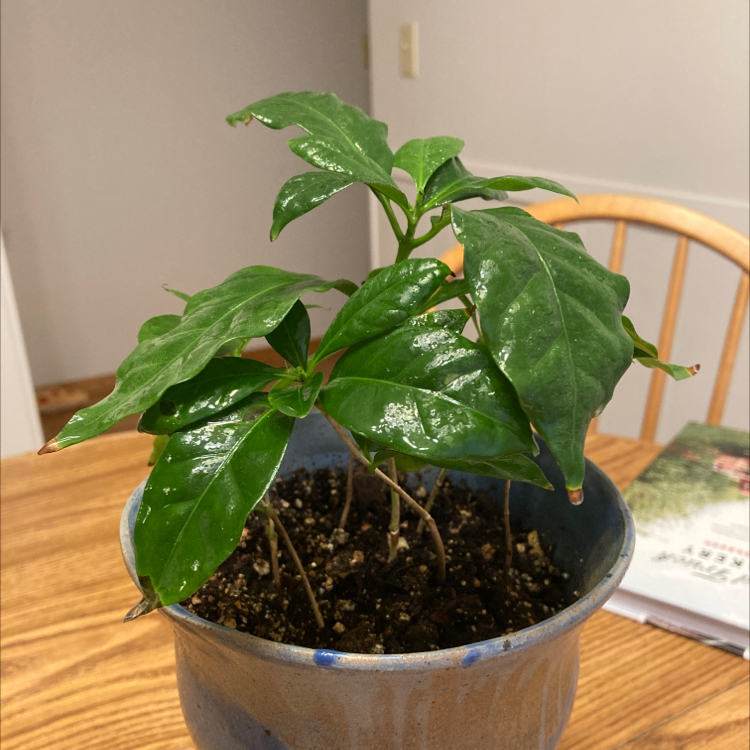 Arabian Coffee Plant plant photo by @EmGrowsPlants named Zippy Stardust on Greg, the plant care app.