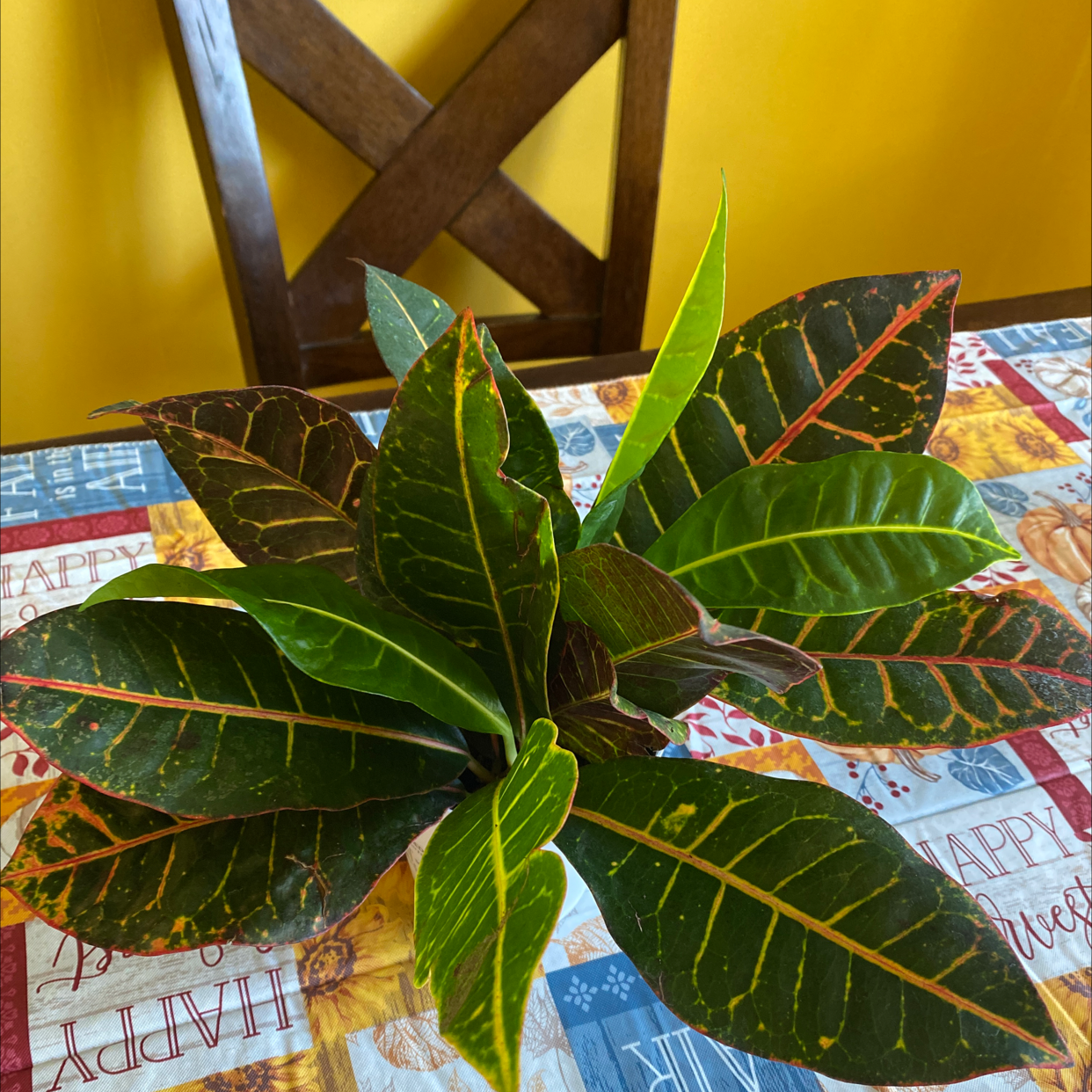 Photo of the plant species Croton 'Norma' by @BrittHope93 named Red on Greg, the plant care app