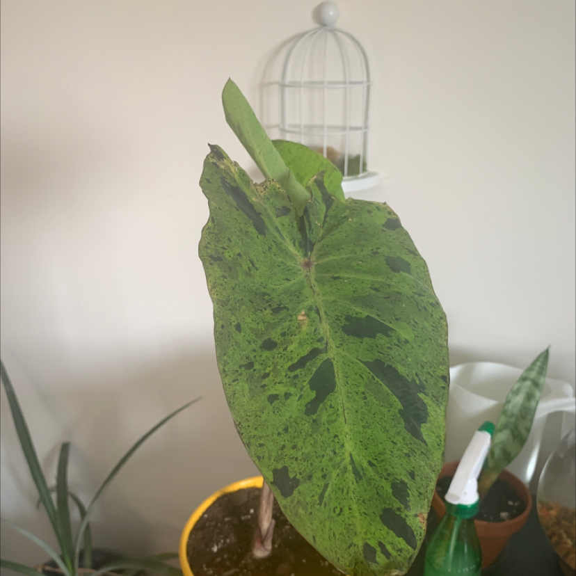 Photo of the plant species Taro 'Mojito' by @EmmaMarie named Caesar on Greg, the plant care app
